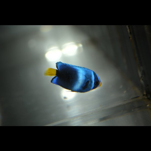 画像4: 《Full Blue》アフリカヌス±3〜3.5cm (4)