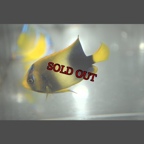 画像3: アフリカヌス±6.5cm (3)