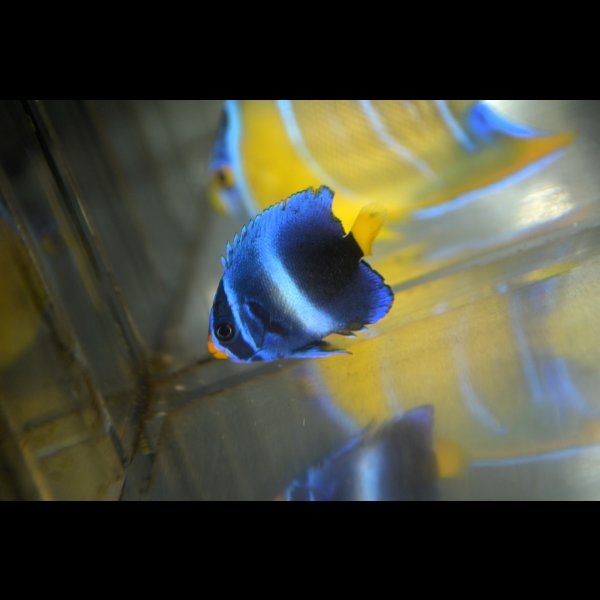 画像2: 《Full Blue》アフリカヌス±3〜3.5cm (2)