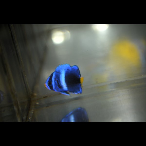 画像2: 《Full Blue》アフリカヌス±2.5〜3cm (2)