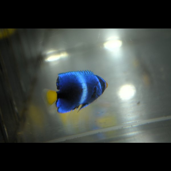 画像3: 《Full Blue》アフリカヌス±3〜3.5cm (3)
