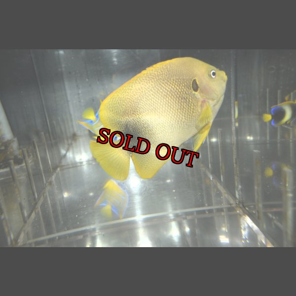 画像4: アフリカヌス±12cm (4)