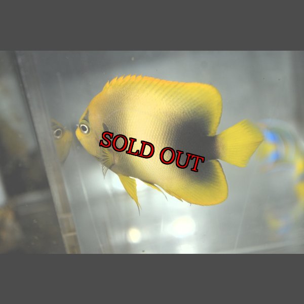 画像4: アフリカヌス±8.5cm (4)