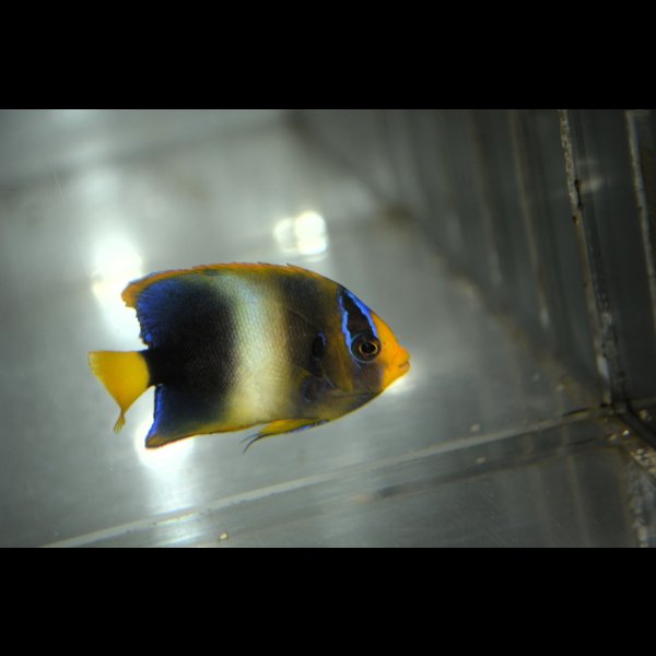 画像5: 《Half Blue》アフリカヌス±5.5cm (5)