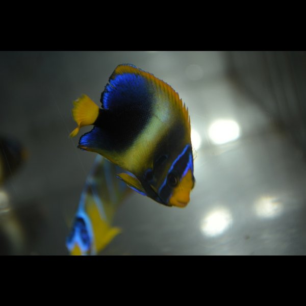 画像1: 《Half Blue》アフリカヌス±5.5cm (1)