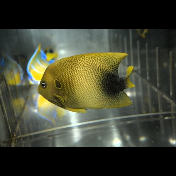 画像1: アフリカヌス±10.5cm (1)