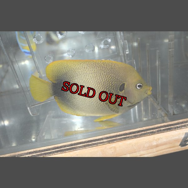 画像6: アフリカヌス±12cm (6)