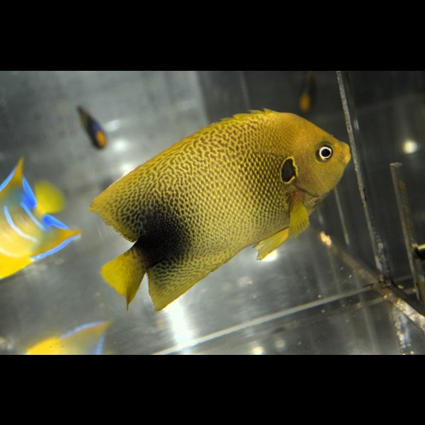 画像2: アフリカヌス±10.5cm (2)