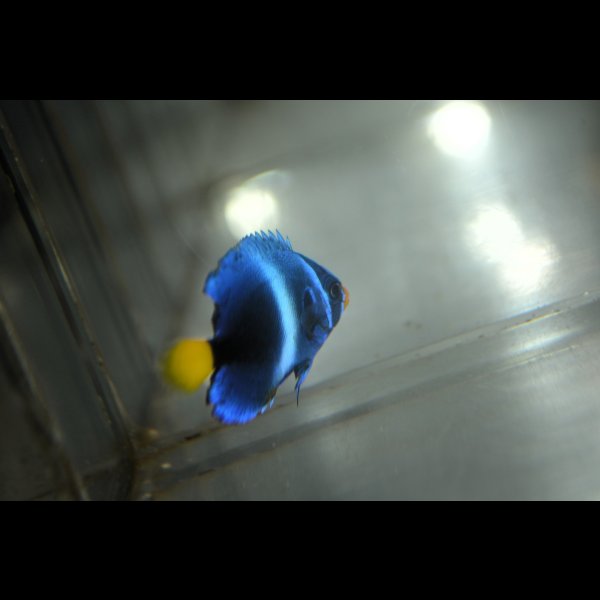 画像6: 《Full Blue》アフリカヌス±3〜3.5cm (6)