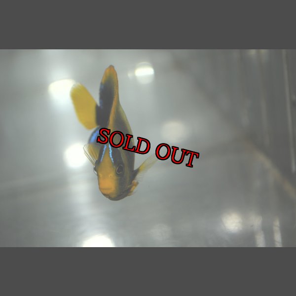 画像5: アフリカヌス±6.5cm (5)