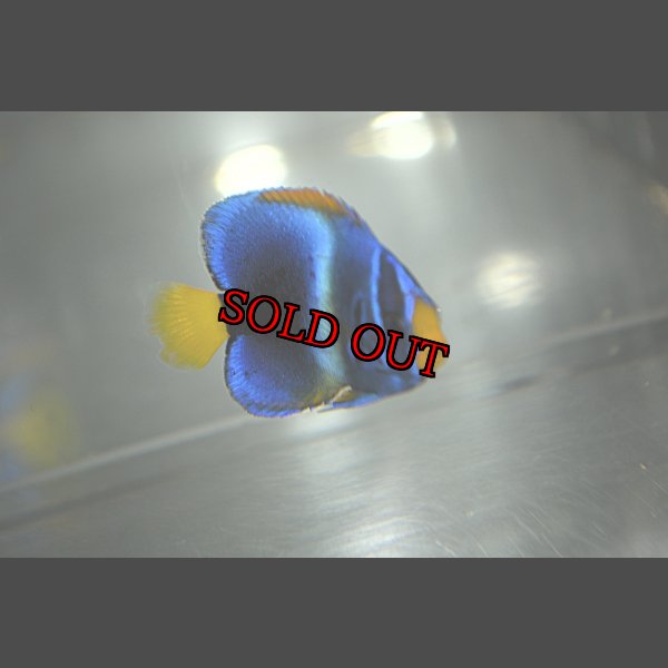 画像2: 《Full Blue》アフリカヌス±4.5cm (2)