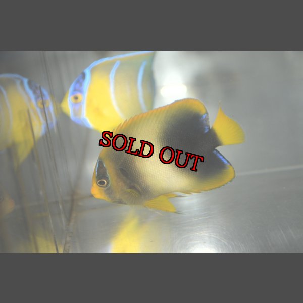 画像1: アフリカヌス±6.5cm (1)