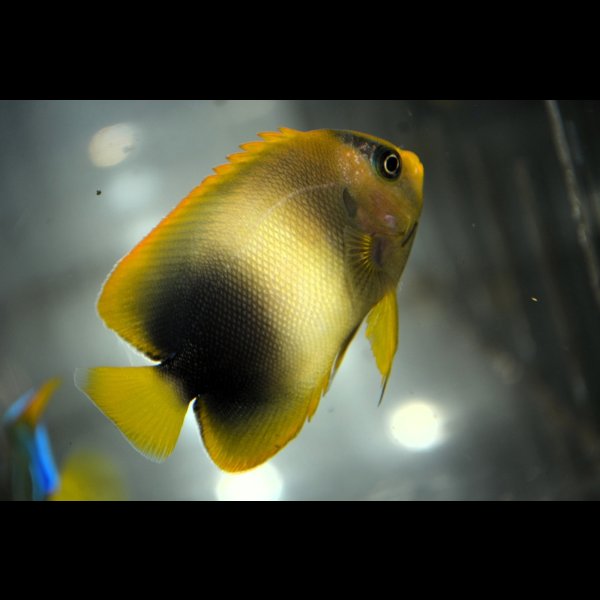 画像3: アフリカヌス±6.5cm (3)