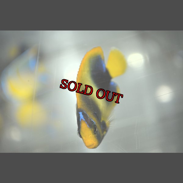 画像1: アフリカヌス±6.5cm (1)