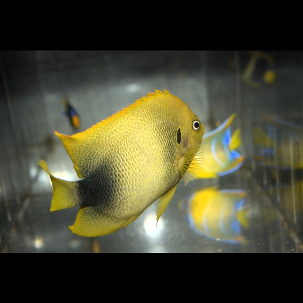 画像6: アフリカヌス±11cm (6)