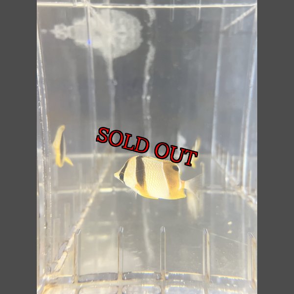 画像1: ロブストバタフライ±6cm (1)