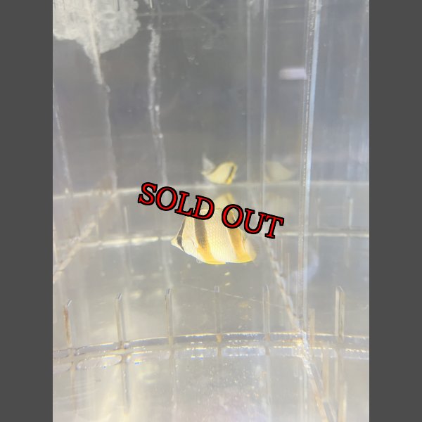 画像3: ロブストバタフライ±6cm (3)