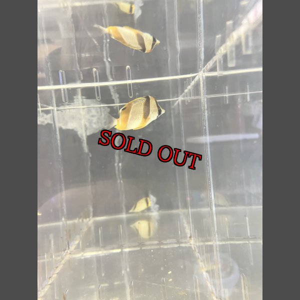 画像4: ロブストバタフライ±6cm (4)