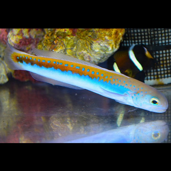 画像3: ケニア産オレニタイルフィッシュ±16cm (3)