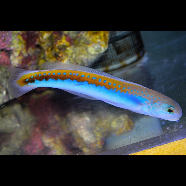 画像1: ケニア産オレニタイルフィッシュ±16cm (1)