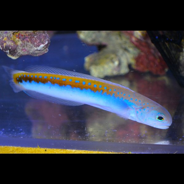 画像5: ケニア産オレニタイルフィッシュ±16cm (5)