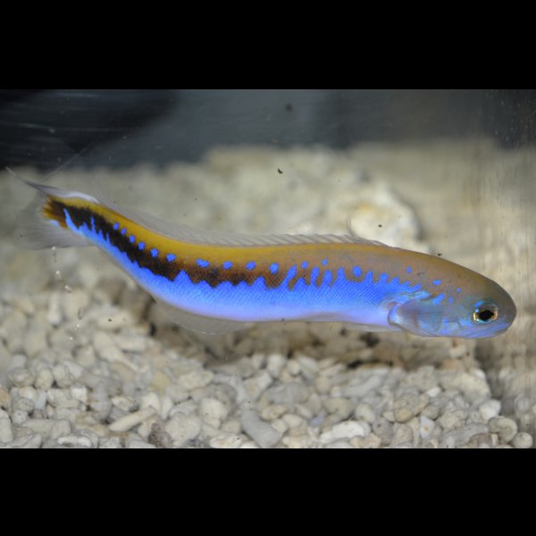 画像3: ケニア産オレニタイルフィッシュ±13cm (3)