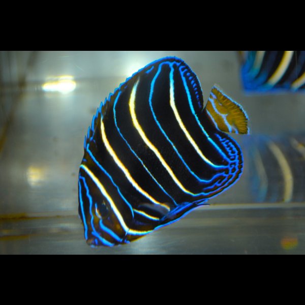 画像4: ケニア産イヤースポットエンゼル±7cm (4)