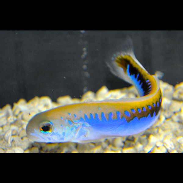 画像2: ケニア産オレニタイルフィッシュ±13cm (2)