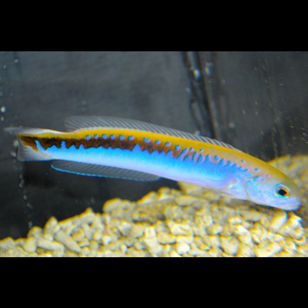 画像1: ケニア産オレニタイルフィッシュ±13cm (1)