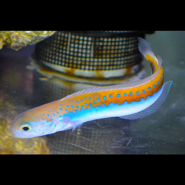 画像4: ケニア産オレニタイルフィッシュ±16cm (4)